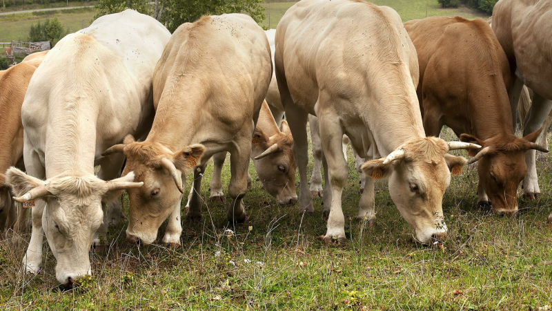 Mobilisation contre l'abattage d'un troupeau de vaches