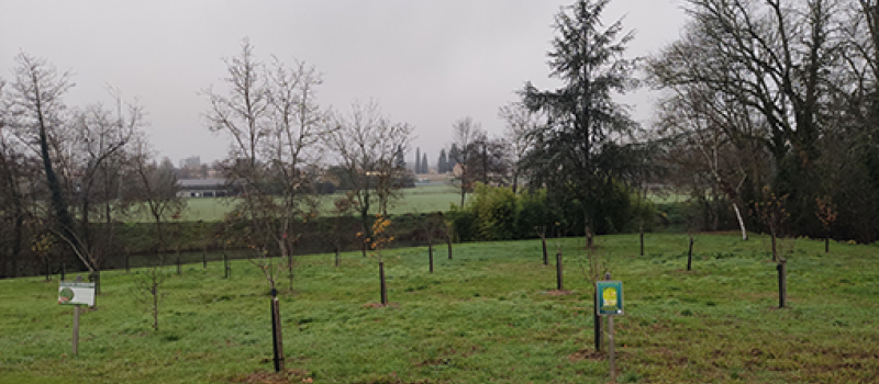 Une naissance, un arbre