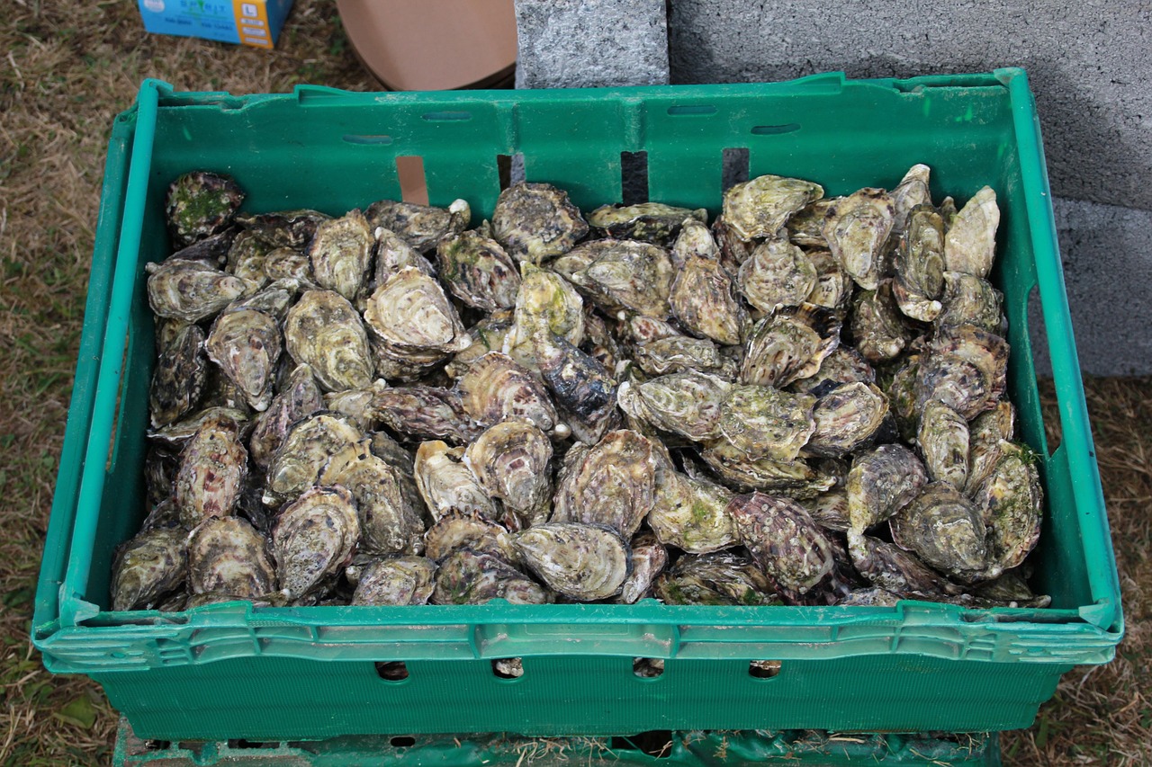 Bourriche huitres.jpg