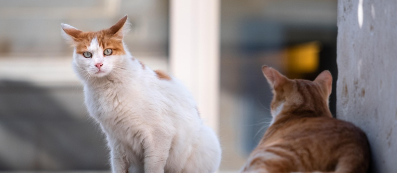 Collecte de litière et  nourriture pour chats chez Gamm Vert samedi!