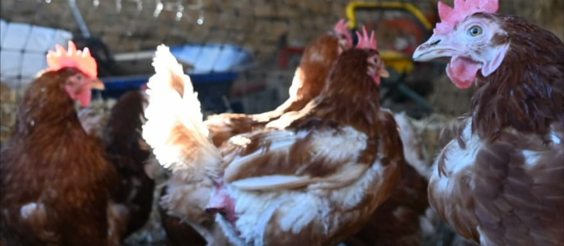 Champs Libres aux Poules : devenez bénévole !