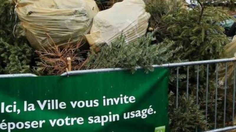 Après les fêtes, offrez une seconde vie à votre sapin