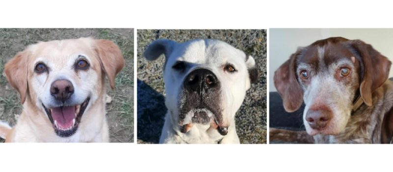 Le refuge se remplit ! Maya, Dogo et Igor vous attendent !