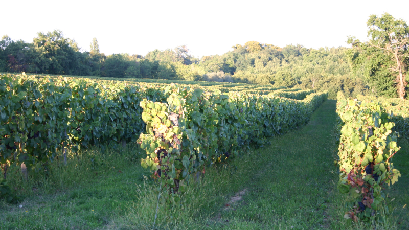 Aide nationale à l’arrachage définitif de vignes 2026 : ouverture d’un appel à manifestation d’intérêt