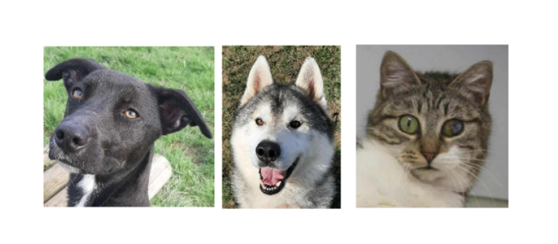 Pepsi, Oski et Sleepy à la une cette semaine !