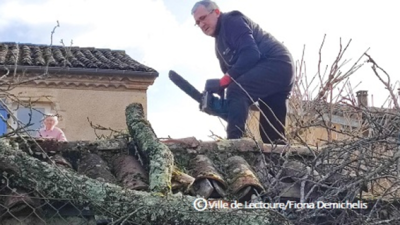 Tempête Nils : Un élan de solidarité après la chute d’un abricotier historique