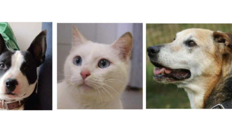 Un chiot, Haribo, un matou, Unix  et papy Helios  à la une cette semaine !