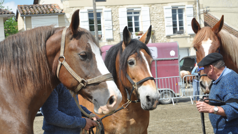 La foire aux chevaux revient le 25 avril place Mahomme !