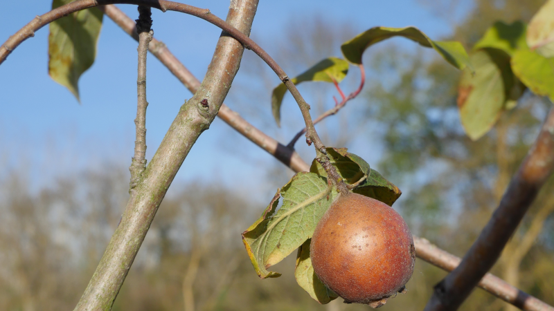 « Haie vive » : venez donner vie  au Jardin Zen de Gascogne !