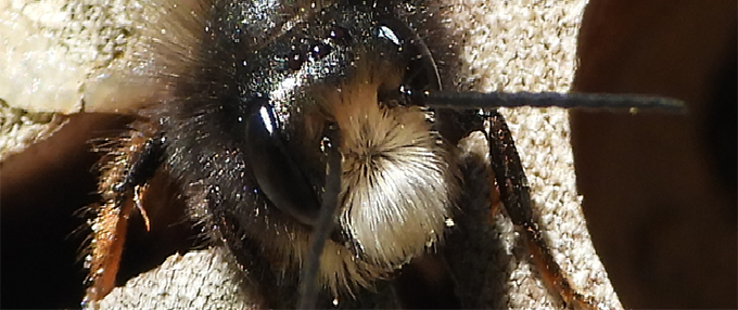 Air-bee-and-bee-bandeau-845x308.png