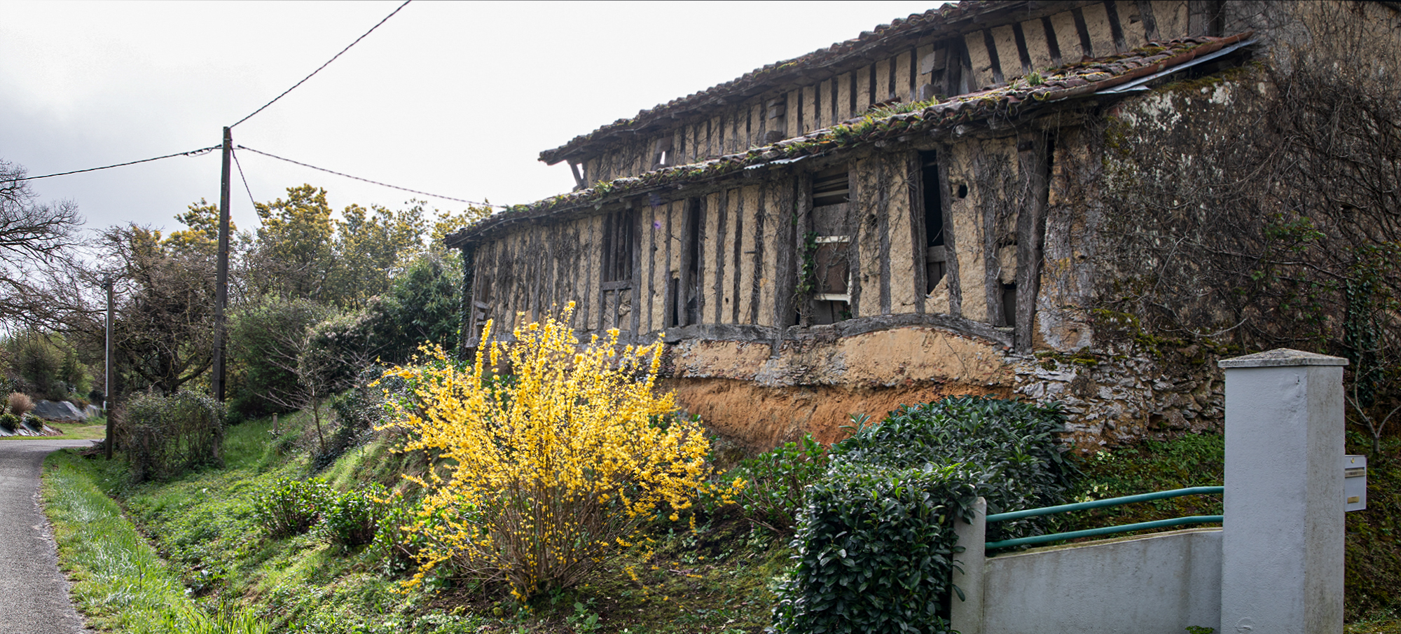 Superbe contraste entre la  vieille maison et le forsythia