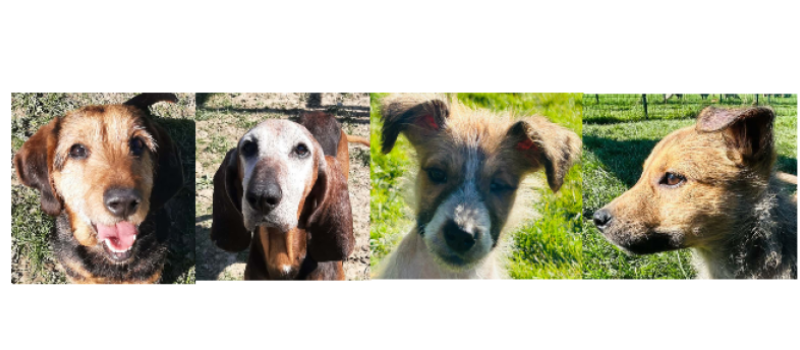 Sherlock, le doyen, Pepite la demoiselle et les deux chiots, Aphrodite et Adhès à la une !