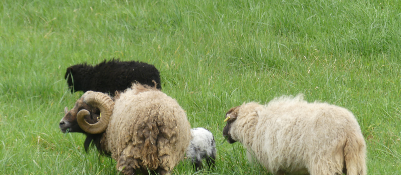 Auch : Des moutons installés dans le bassin de La Pause