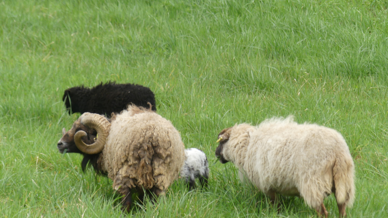 Auch : Des moutons installés dans le bassin de La Pause