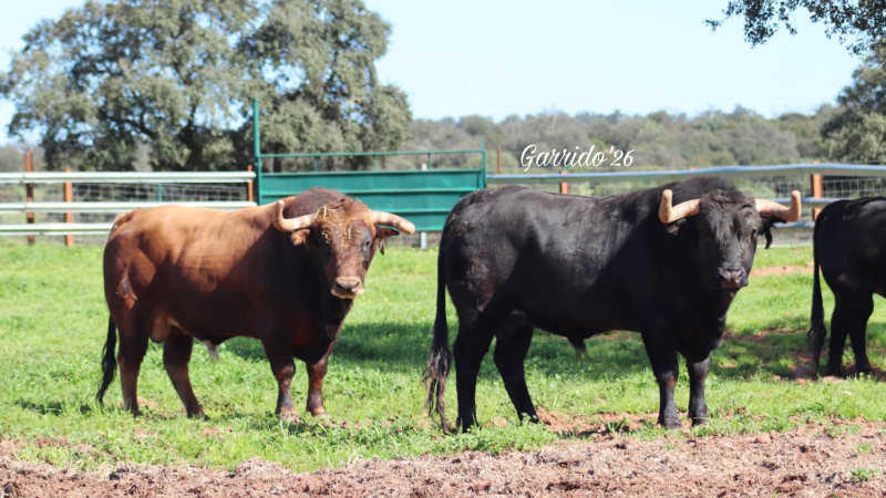 Aignan y Toros vous donne rendez-vous samedi pour sa journée taurine