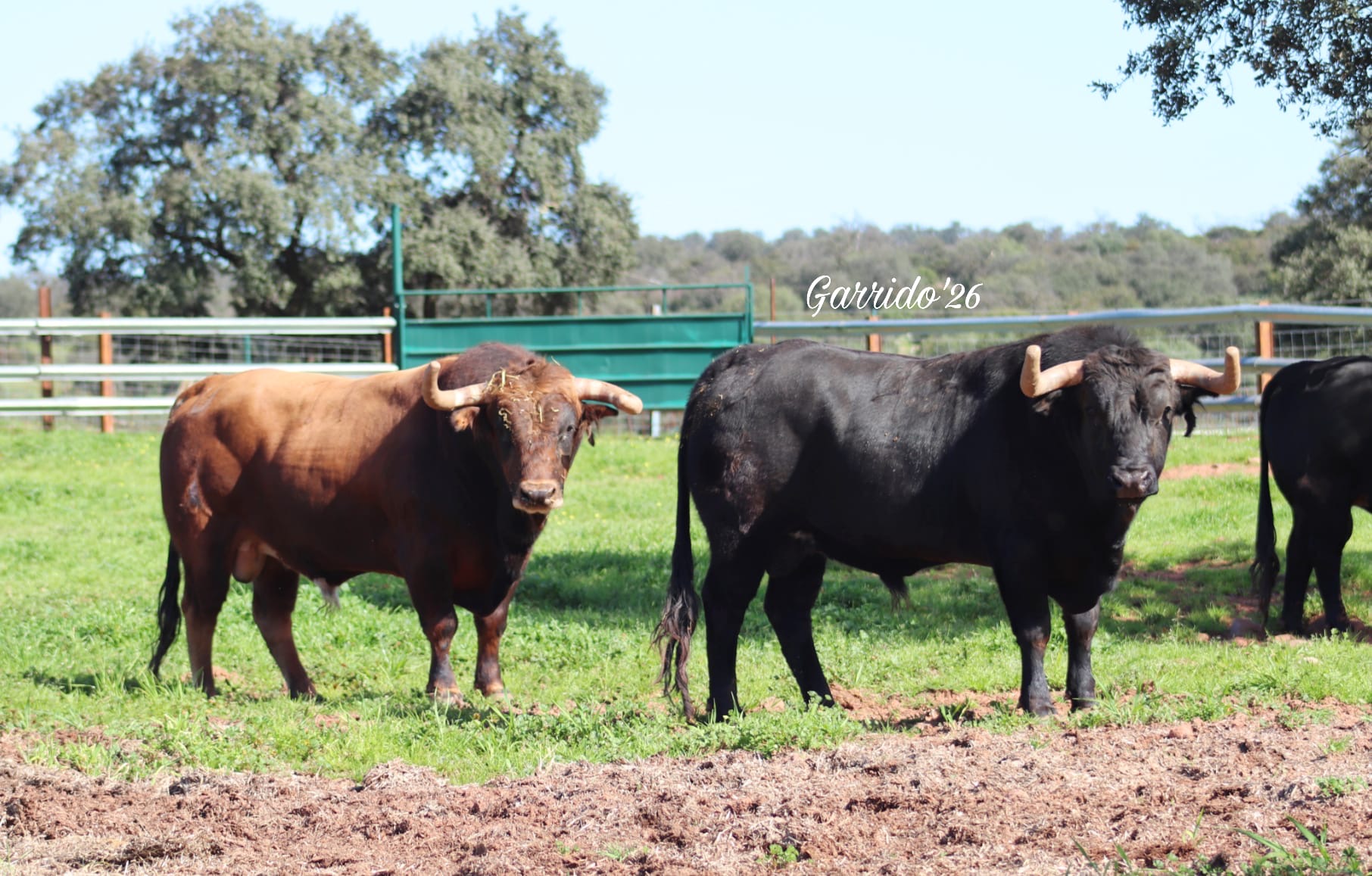 Toros d'Arauz de Robles