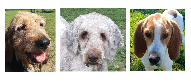 Les trois stars de la semaine