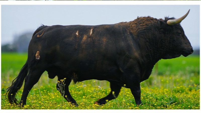 Feria del toro 2026 : journée de samedi 23 mai 2026