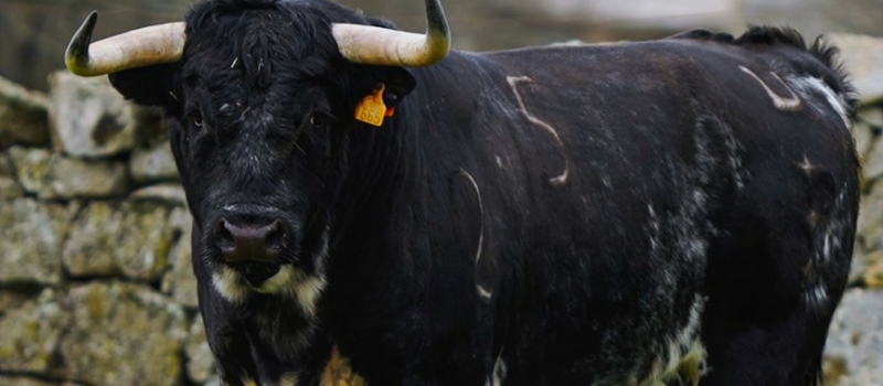 Feria del toro 2026 : journée de dimanche 24 mai 2026