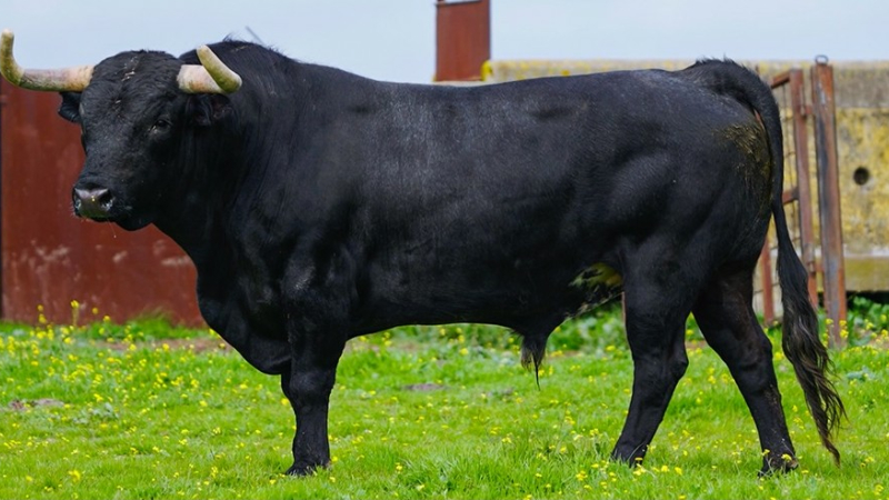 Feria del toro 2026 : journée du lundi 25 mai 2026