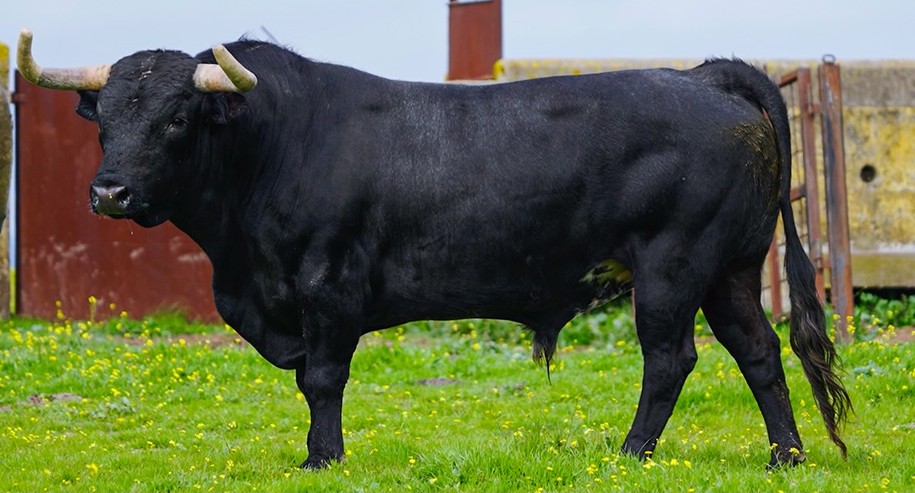 Toro de Miura