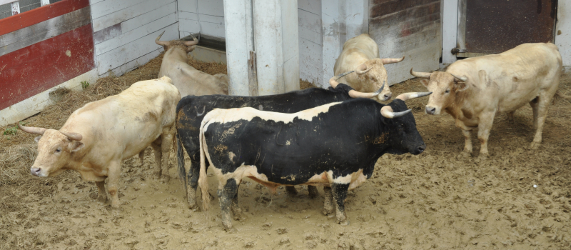 Feria del toro 2026 : visite des toros