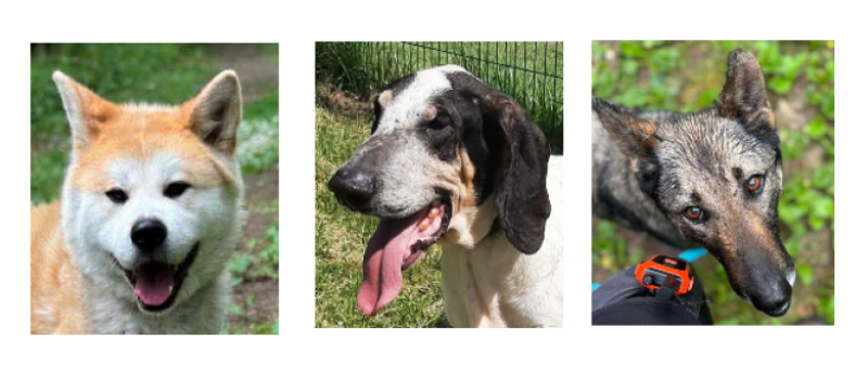 Réouverture du refuge : Louki, Princesse et Nashoba vous attendent !