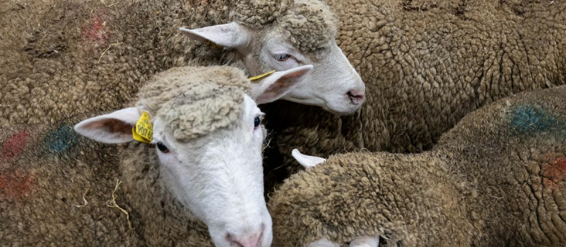 Abattage rituel ovin - Célébration de la fête religieuse musulmane de l’aïd el-Kebir