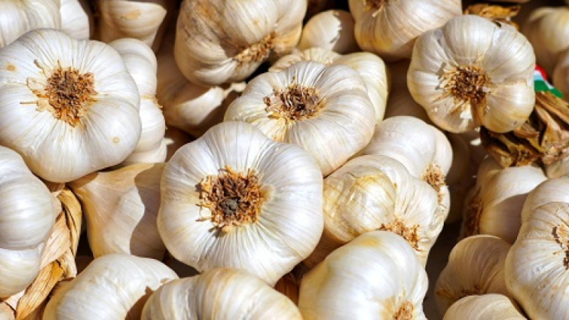 l'Ail Blanc de Lomagne Saint-Clar est au cœur de ce territoire d'exception