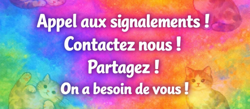 Campagne de stérilisation des chats errants