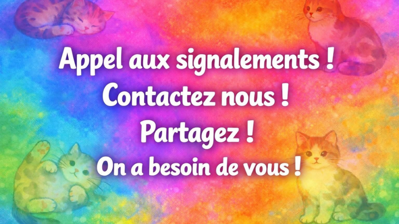Campagne de stérilisation des chats errants