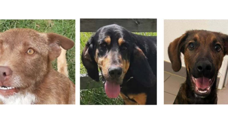 Un jeune trio pour le dernier week-end de mai !