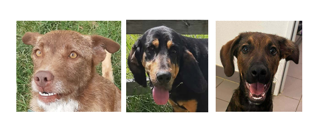 Le trio du jour