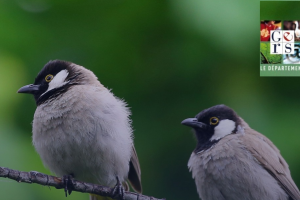 Grande opération de comptage des oiseaux des jardins