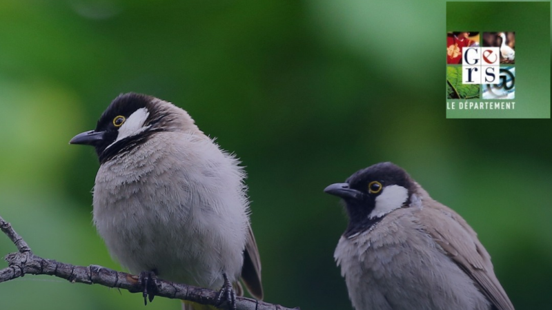 Grande opération de comptage des oiseaux des jardins
