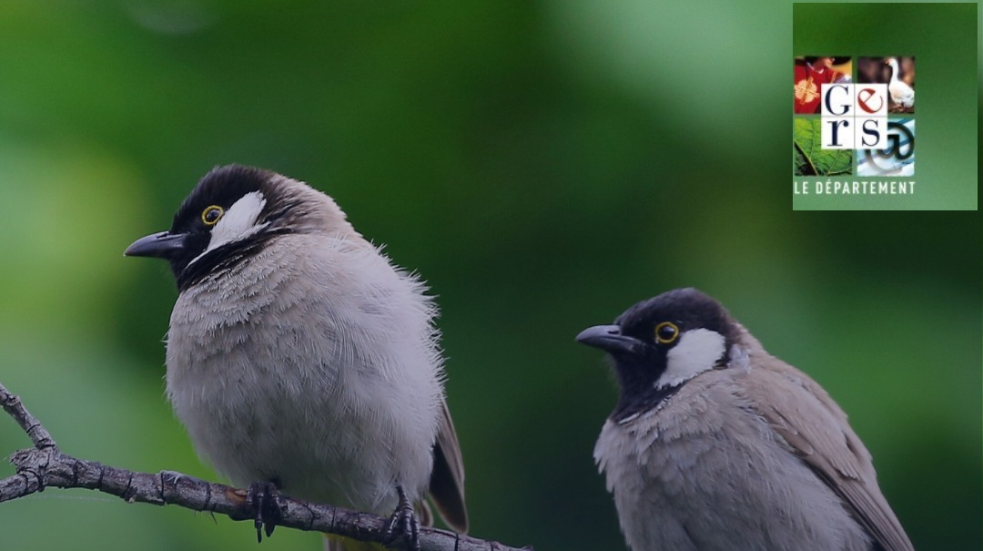 OISEAUX