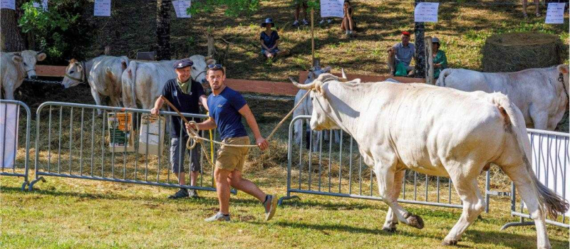 La foire de la madeleine n'aura pas lieu cette année
