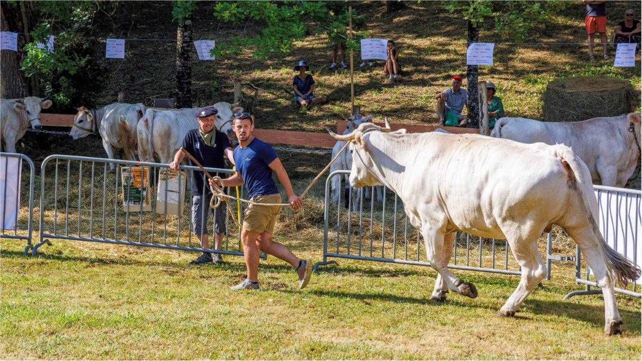 La foire de la madeleine n'aura pas lieu cette année