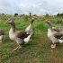 Une seconde vie pour plus de 200 oies : une grande journée d’adoption organisée samedi par l’association Champs Libres Aux Poules