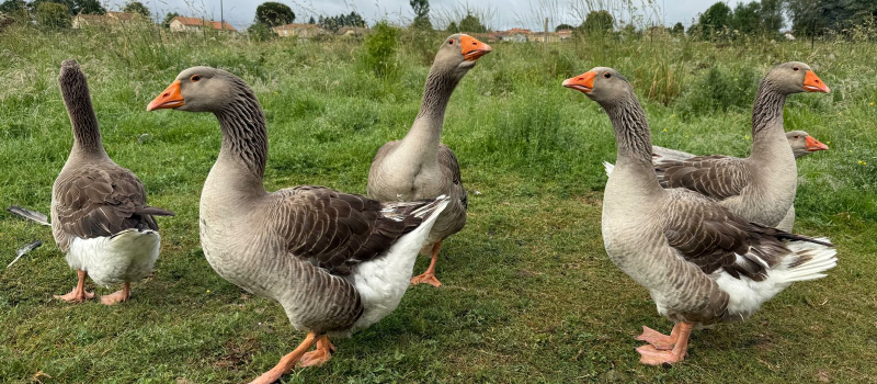 Une seconde vie pour plus de 200 oies : une grande journée d’adoption organisée samedi par l’association Champs Libres Aux Poules