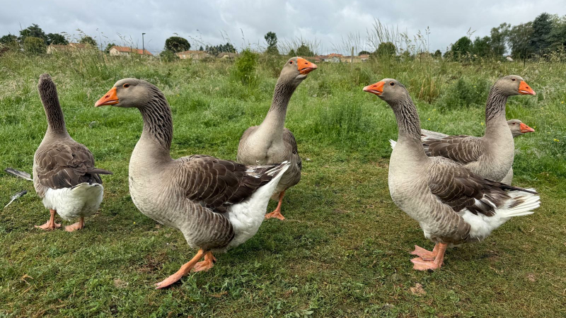Une seconde vie pour plus de 200 oies : une grande journée d’adoption organisée samedi par l’association Champs Libres Aux Poules