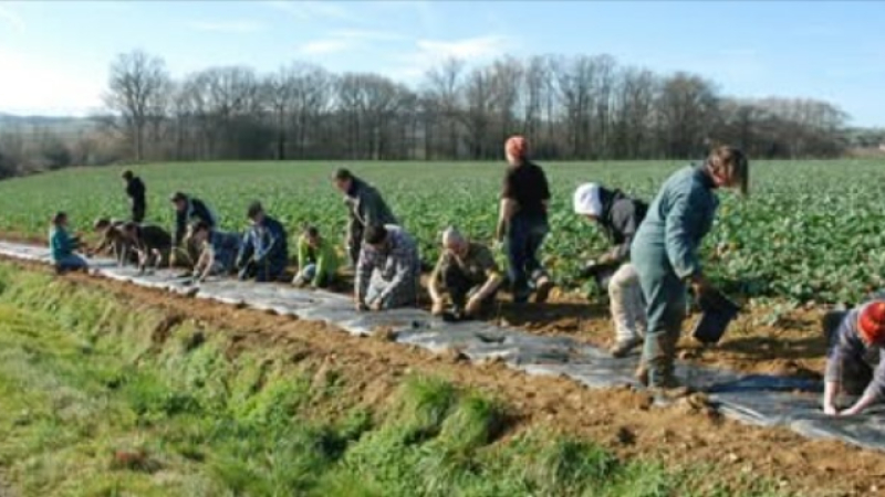 Bénéficiez de plantations de haies gratuites