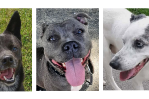 Le trio de l'été : Blacky, Tayra et Tomy