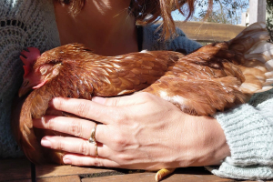 Promises à l'abattoir : une mobilisation pour offrir une seconde vie à des poules à St Caprais