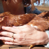 Saint-Caprais : Promises à l'abattoir : une mobilisation pour offrir une seconde vie à des poules à St Caprais