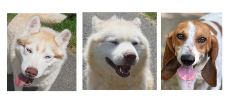 Rio et Tiago, les deux husky et Albert à la une cette semaine !