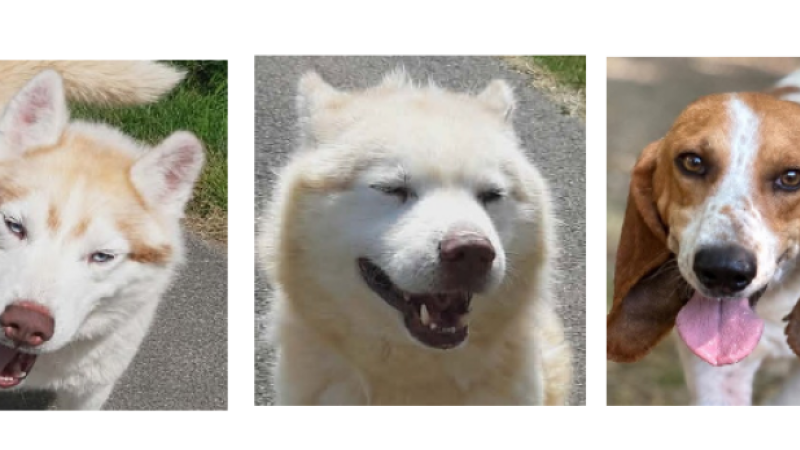 Rio et Tiago, les deux husky et Albert à la une cette semaine !