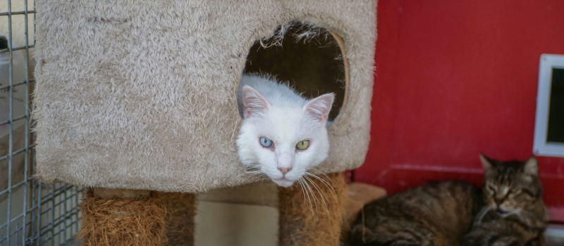 Journée mondiale contre l’abandon des animaux
