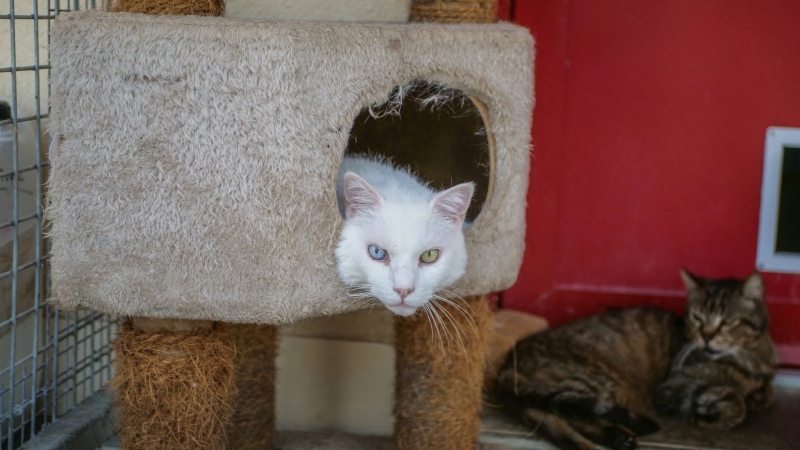 Journée mondiale contre l’abandon des animaux
