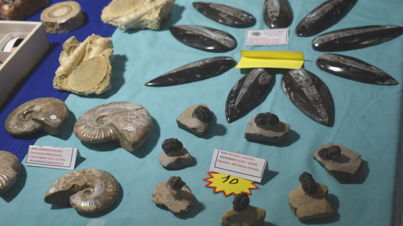 Les 11 et  12 juillet le salon minéraux et fossiles déploiera sa deuxième édition